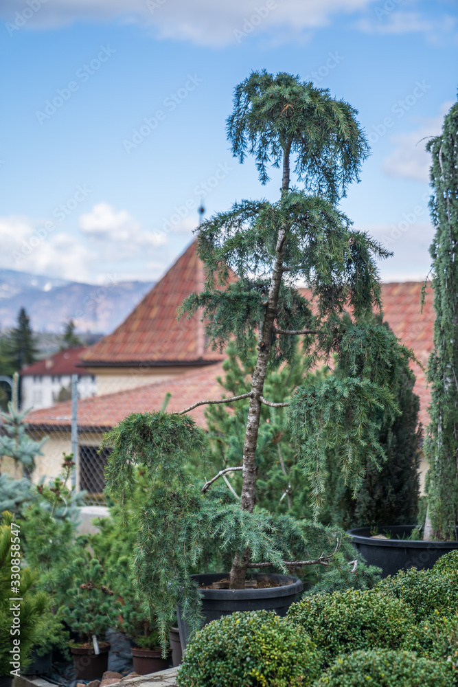 Evergreen shrubs formed for bonsai, spirals, balls and pyramids.