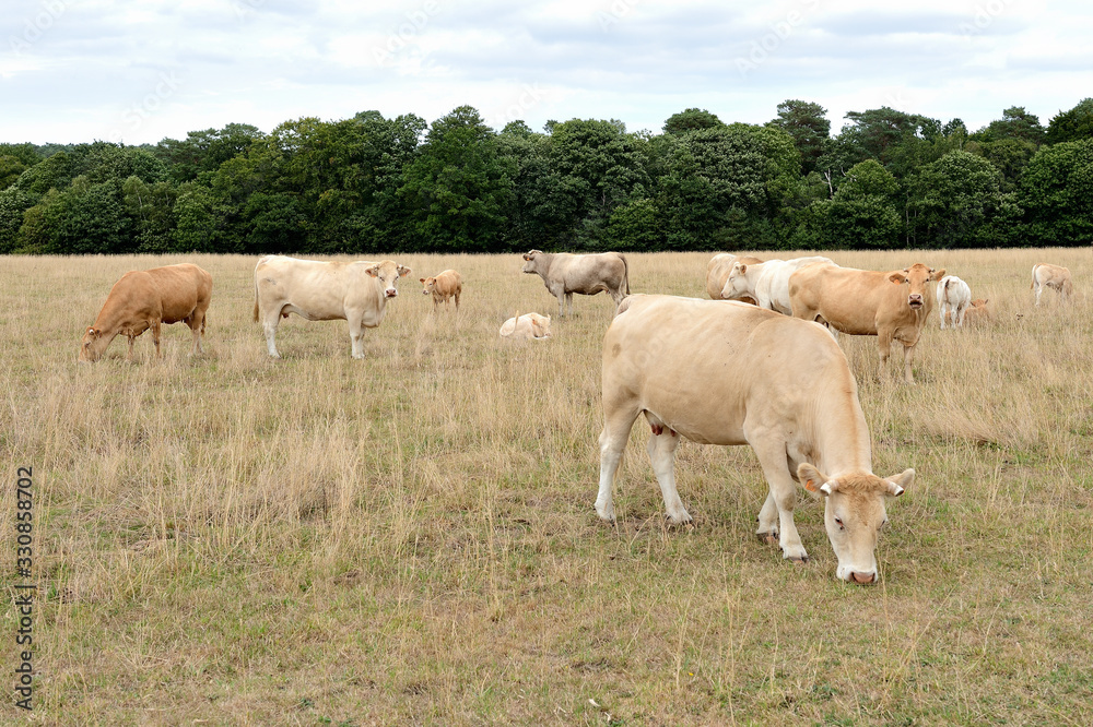 Vaches race blonde d'Aquitaine au pré pendant une période de sécheresse, herbe jaunie