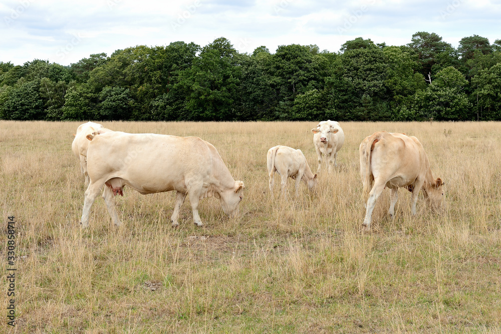 Vaches race blonde d'Aquitaine au pré pendant une période de sécheresse, herbe jaunie
