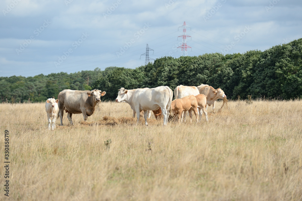 Sécheresse, prairie avec herbe jaunie, troupeau de vaches race blonde d'Aquitaine