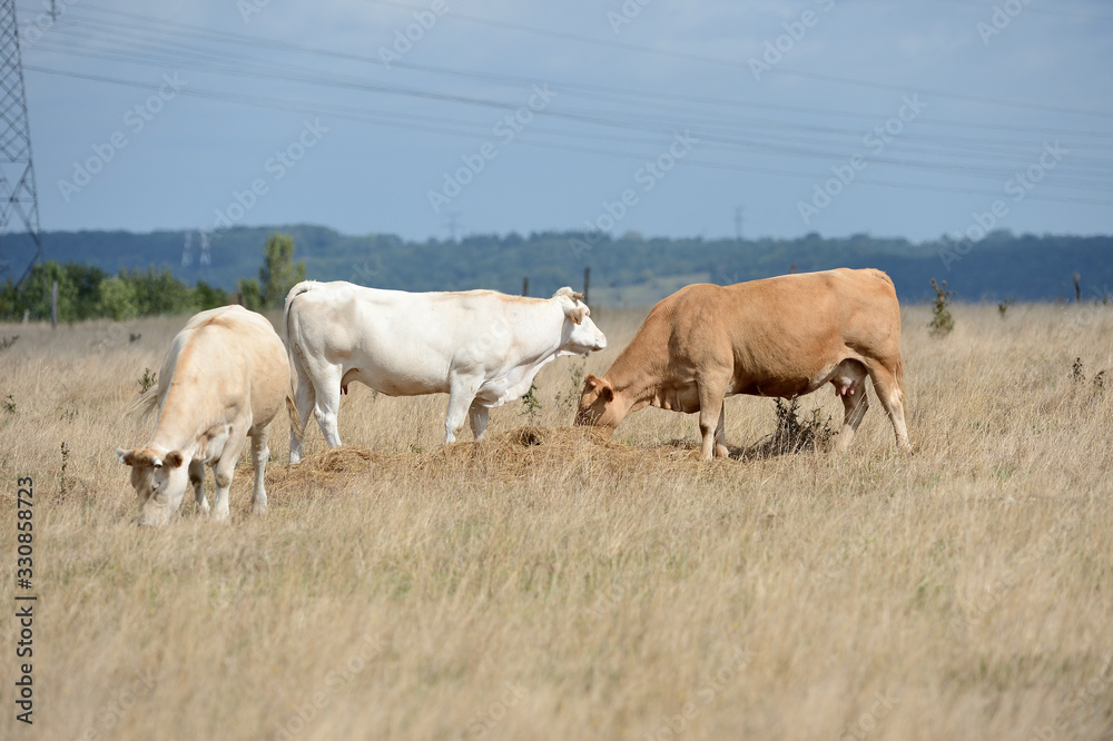 Vaches race blonde d'Aquitaine au pré pendant une période de sécheresse, herbe jaunie Vaches race blonde d'Aquitaine au pré pendant une période de sécheresse, herbe jaunie