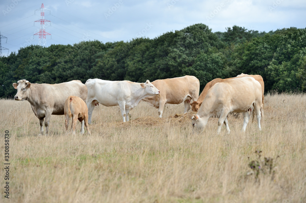 Vaches race blonde d'Aquitaine au pré pendant une période de sécheresse, herbe jaunie Vaches race blonde d'Aquitaine au pré pendant une période de sécheresse, herbe jaunie