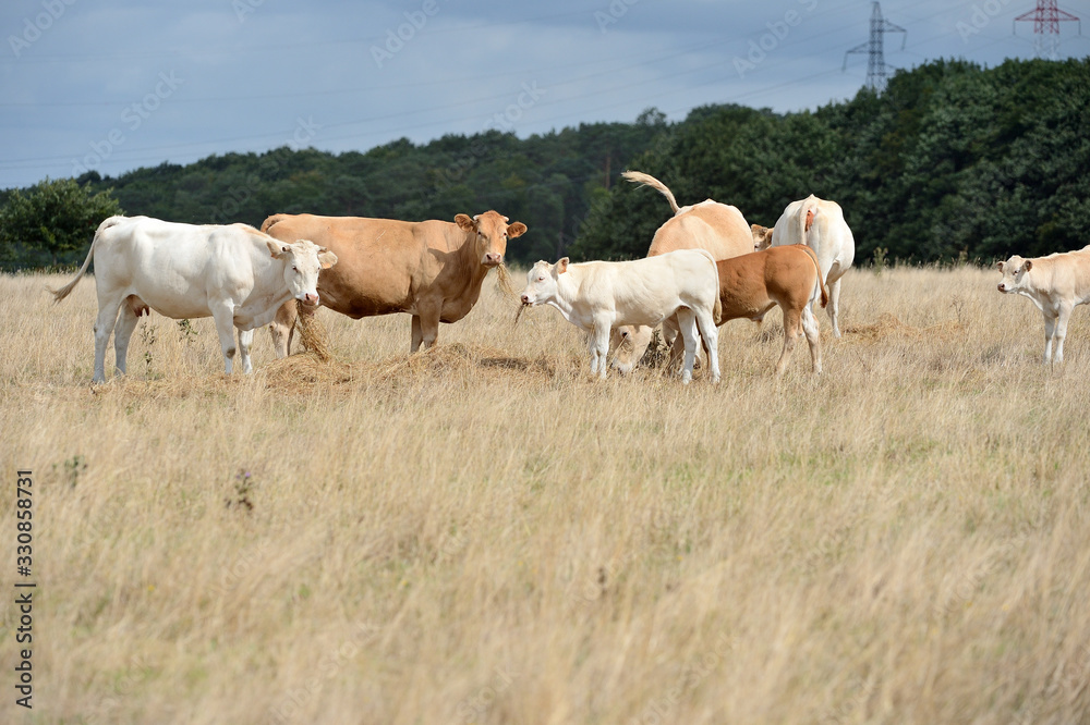 Vaches race blonde d'Aquitaine au pré pendant une période de sécheresse, herbe jaunie