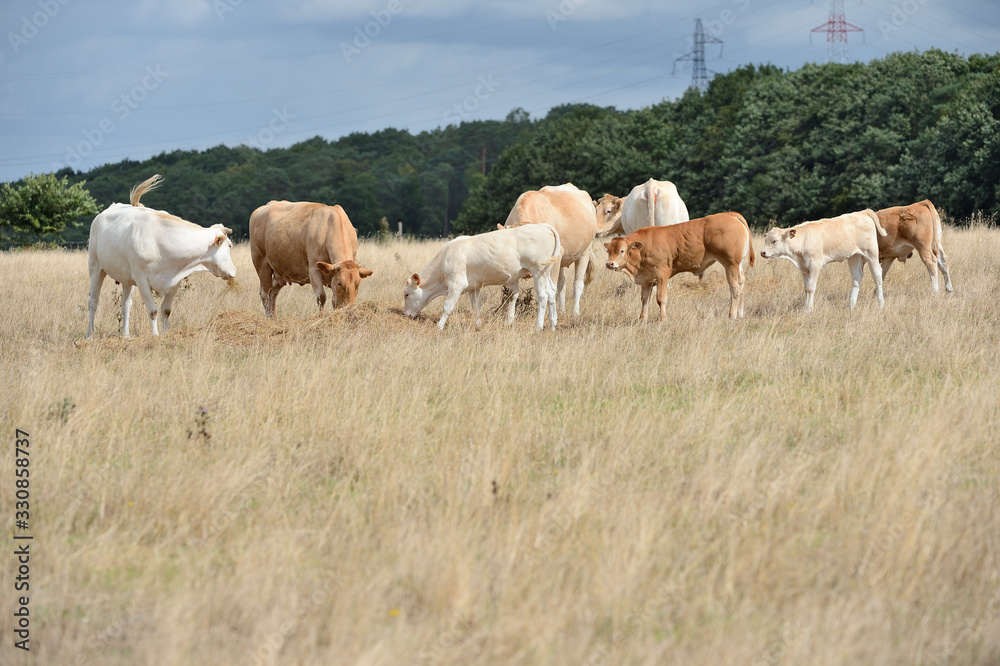 Vaches race blonde d'Aquitaine au pré pendant une période de sécheresse, herbe jaunie