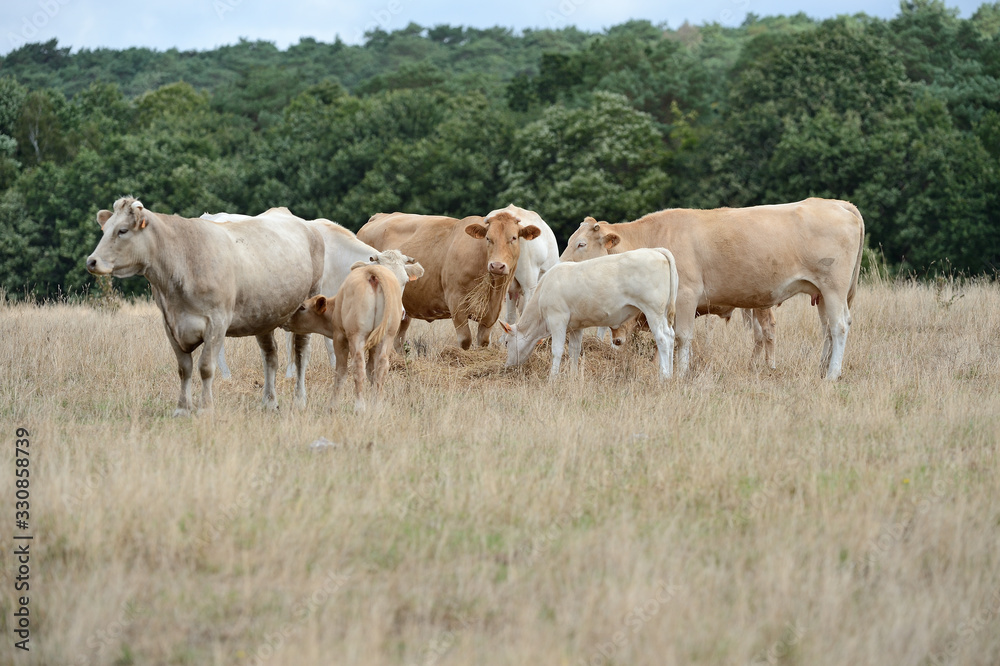 troupeau de vaches blonde d'Aquitaine au pré pendant une période de sécheresse, herbe jaunie