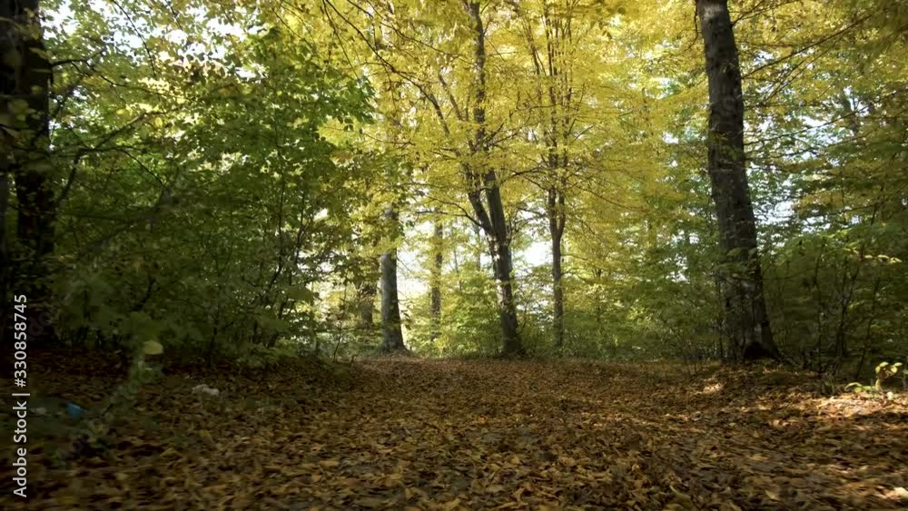 Autumn forest with bright orange and yellow leaves. Dense woods in sunny fall weather. Autumn forest with bright orange and yellow leaves. Dense woods in sunny fall weather.