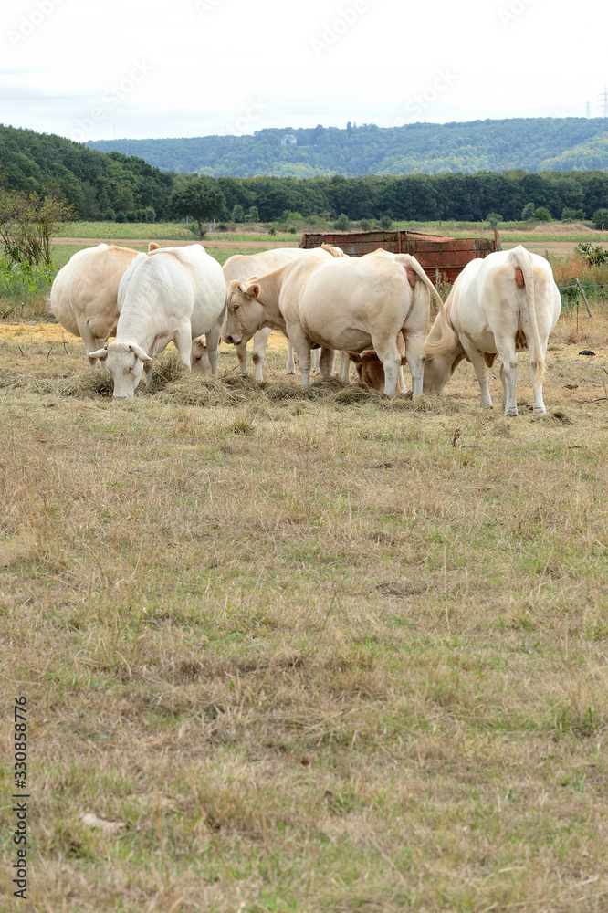 Troupeau de vaches autour d'une ration de foin dans un herbage desséché pendant une période de sécheresse Troupeau de vaches autour d'une ration de foin dans un herbage desséché pendant une période de sécheresse