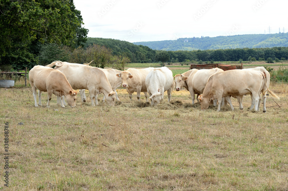 Troupeau de vaches autour d'une ration de foin dans un herbage desséché pendant une période de sécheresse