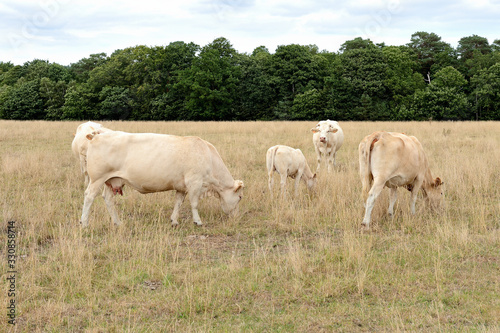 Vaches race blonde d Aquitaine au pr   pendant une p  riode de s  cheresse  herbe jaunie