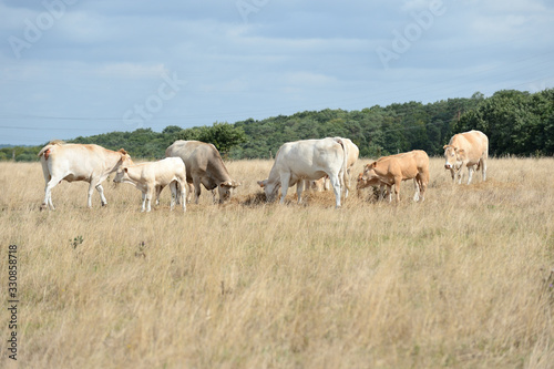 Vaches blonde d'aquitaine pendant la sécheresse, herbe jaunie