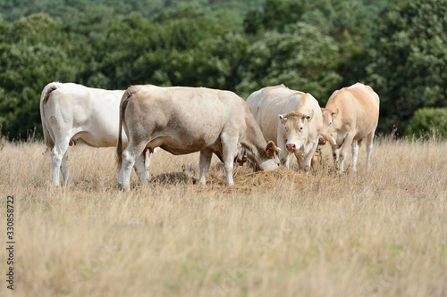 S  cheresse  prairie avec herbe jaunie  troupeau de vaches race blonde d Aquitaine