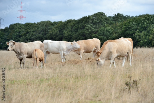 Fototapeta Naklejka Na Ścianę i Meble -  Vaches race blonde d'Aquitaine au pré pendant une période de sécheresse, herbe jaunie