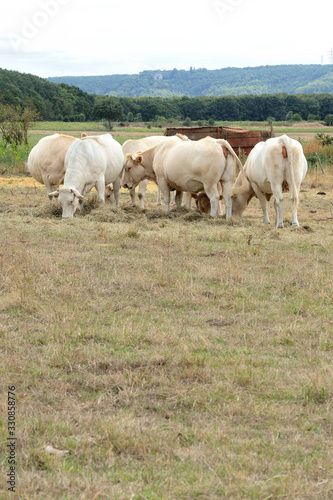 Troupeau de vaches autour d'une ration de foin dans un herbage desséché pendant une période de sécheresse