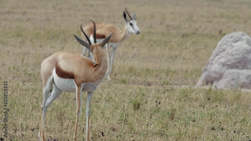 Adult female springbok cleans herself while grazing in a dry field with the herd. Telephoto shot. Adult female springbok cleans herself while grazing in a dry field with the herd. Telephoto shot.