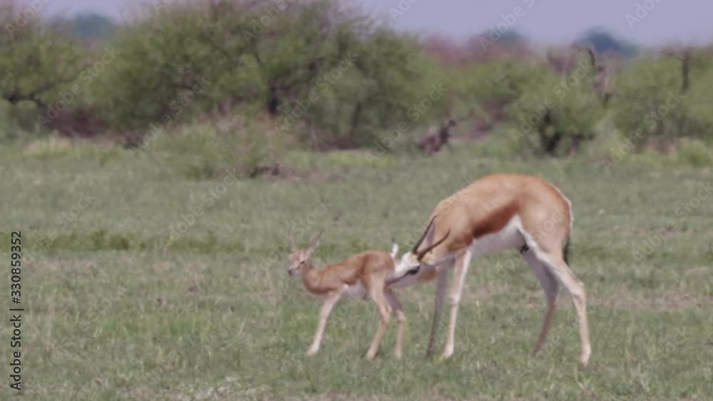 Mother springbok cleans her calf in a dry open plain. Telephoto shot. Mother springbok cleans her calf in a dry open plain. Telephoto shot.