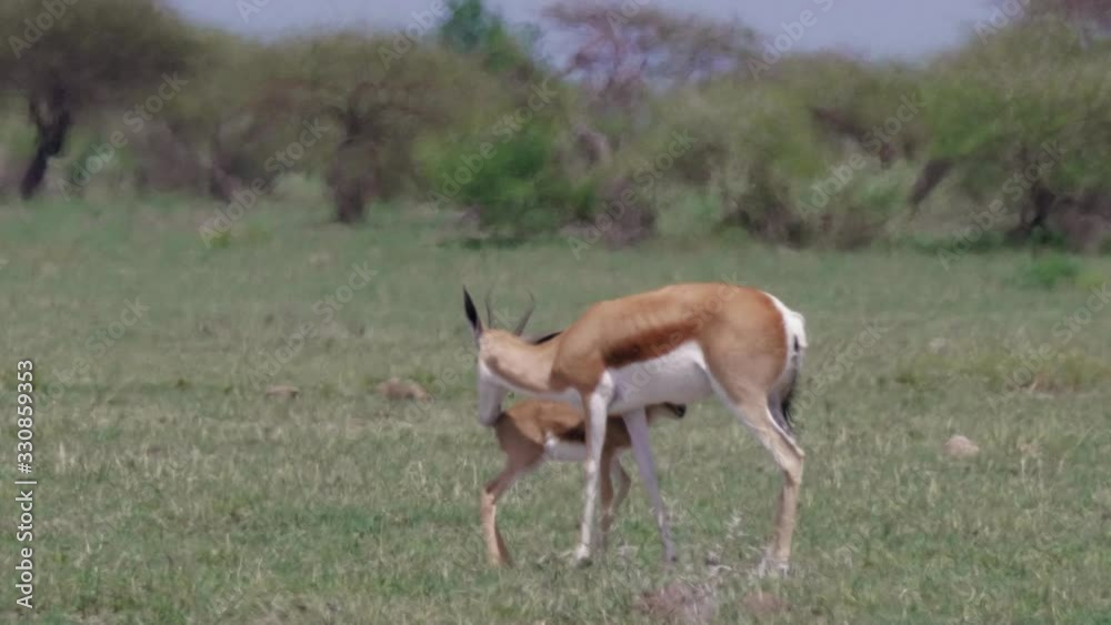 Mother springbok cares for her calf in the hot Botswana grassland plains. Telephoto shot. Mother springbok cares for her calf in the hot Botswana grassland plains. Telephoto shot.