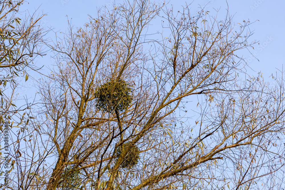 Mistletoe (viscum album) growing on the branches of tree Mistletoe (viscum album) growing on the branches of tree