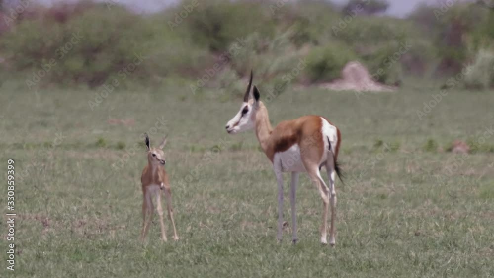 Mother springbok and her calf stand alert in an open grassland plain. Telephoto shot. Mother springbok and her calf stand alert in an open grassland plain. Telephoto shot.