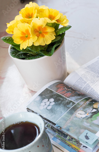 Sunny spring morning with cup of tea, flowers in pot and reading, yellow primulas primroses, paceful morning, spending free time lerning about nature photo