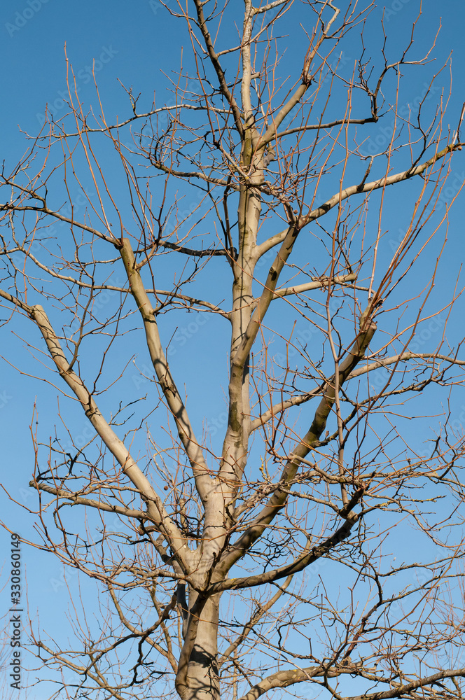 a leafless plane tree on a sunny winter day a leafless plane tree on a sunny winter day