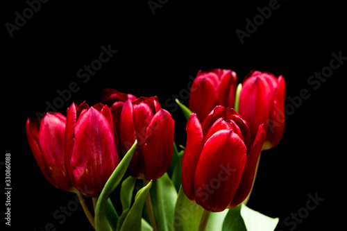 Close up red tulip bunch in bloom and green stem on black background.