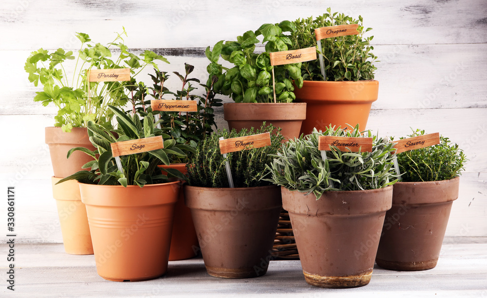 Homegrown and aromatic herbs in old clay pots. Set of culinary herbs. Green growing sage, oregano, thyme, savory, mint and oregano with lavender with labels