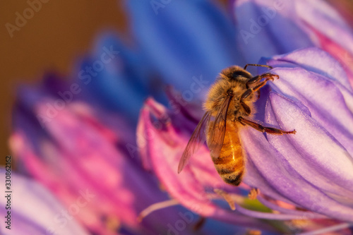 Honey bee resting on an agapanthus flower in the early morning light photo