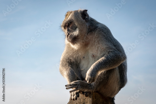 A Balinese long-tailed monkey sits on a stone parapet of the Uluwatu temple in Bali  Indonesia.