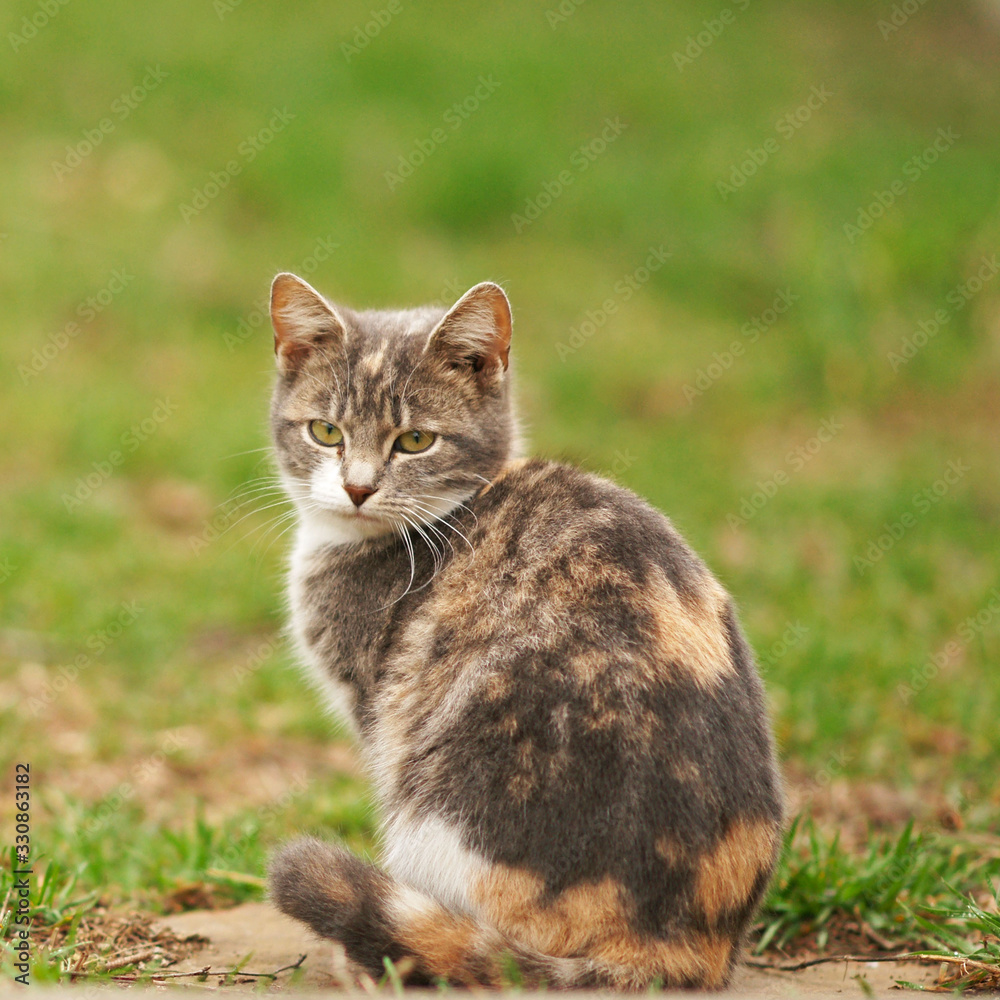 Tricolor ash kitten sitting on green grass in a garden.