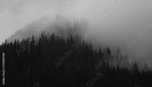 Black and white pine tree forest and clouds