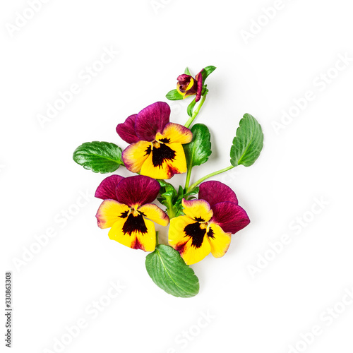 Spring viola pansy flowers composition