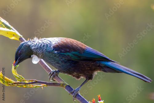 New Zealand native tui bird