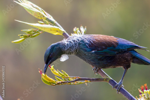 New Zealand native tui bird