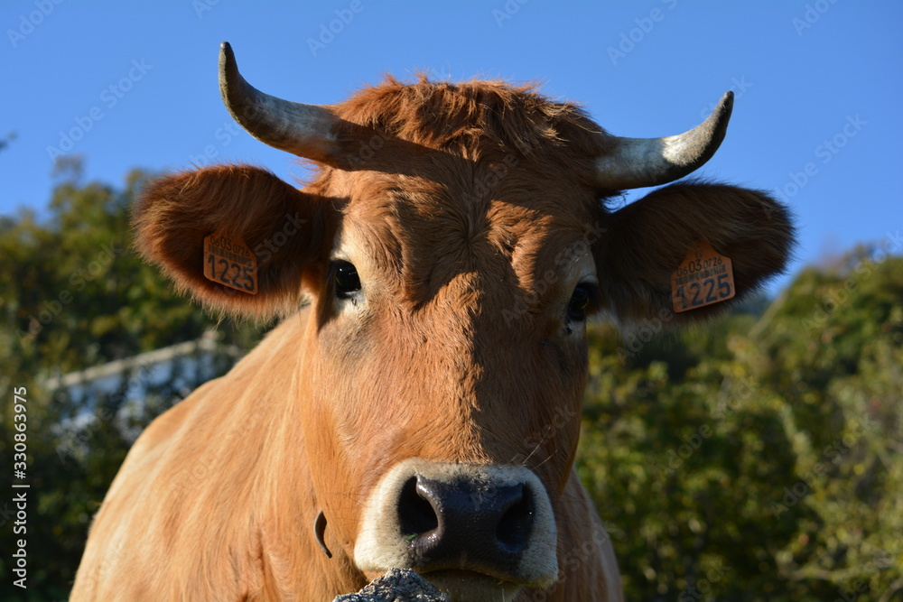 Naklejka premium vaca de carne