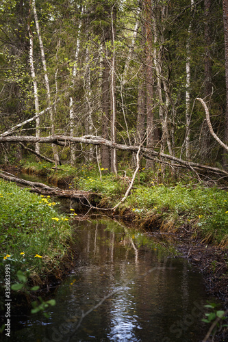 A forest stream during spring