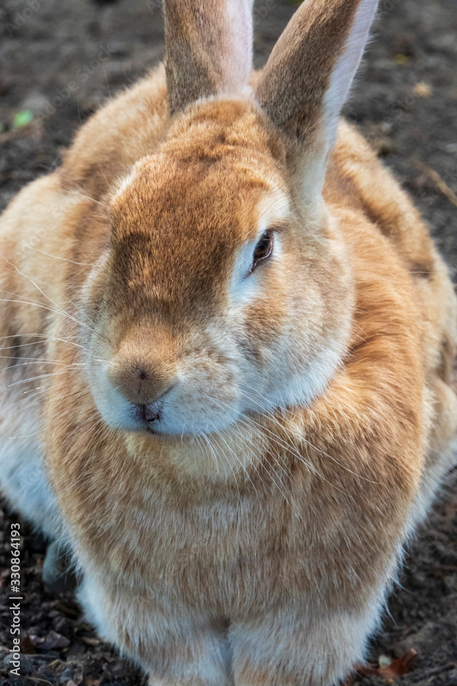 Large tan colored rabbit sitting on the ground Large tan colored rabbit sitting on the ground