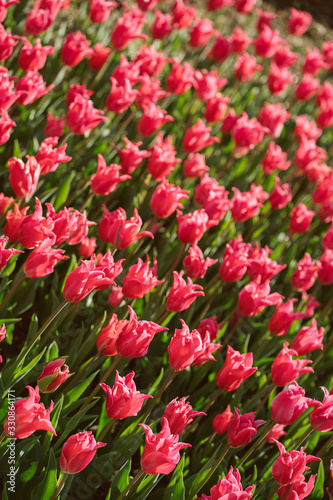 many red tulips under the sun in the park