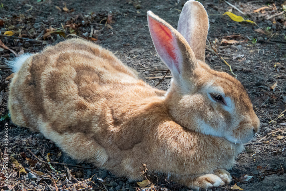 Large tan colored rabbit sitting on the ground Large tan colored rabbit sitting on the ground