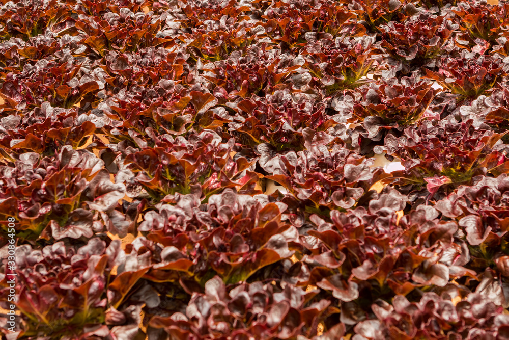 Close up fresh lettuce leaves. Organic food Close up fresh lettuce leaves. Organic food