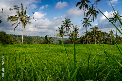 Wallpaper Mural Rice paddies grow amidst the lush green jungles of Bali, Indonesia as fluffy clouds float through the clear blue sky. Torontodigital.ca