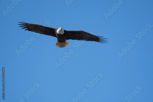 A picture of a Bald eagle flying through the air.   Delta  BC  Canada