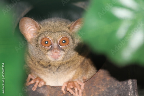 Tiny tarsier monkey  © Евгений Рыбалтовский