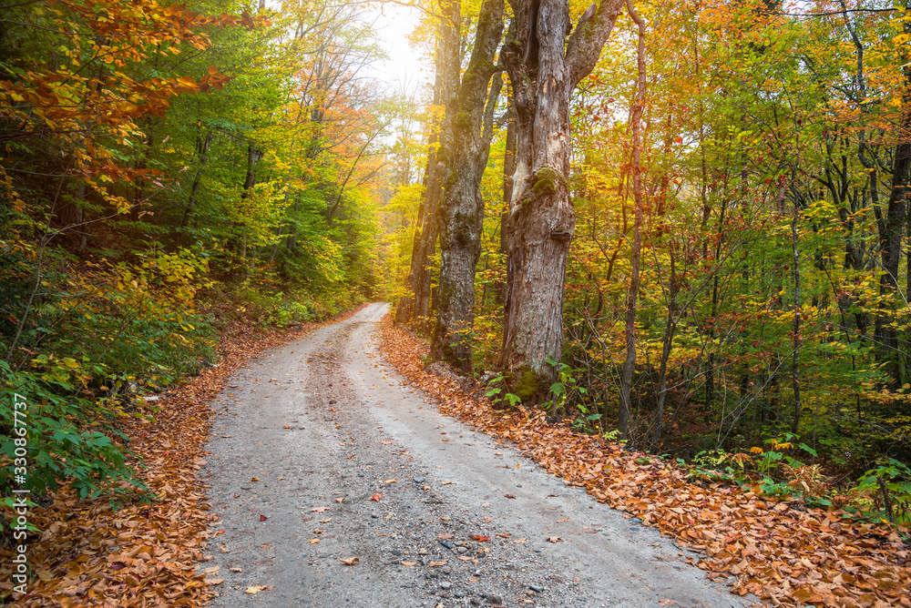 Fototapeta premium Deserted unpaved road through a deciduous forest during the autumn colour season. Vermont, USA.