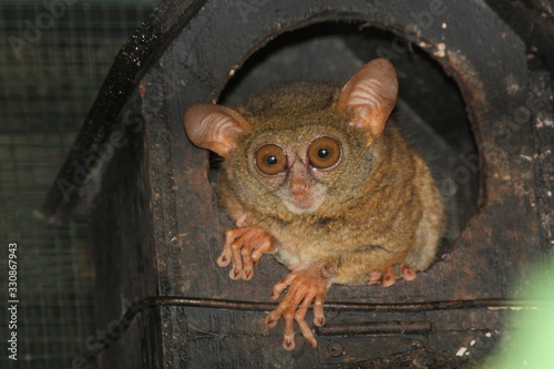 Tiny tarsier monkey 