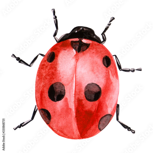 Fototapet Watercolor illustration of ladybug in red ink with black spots