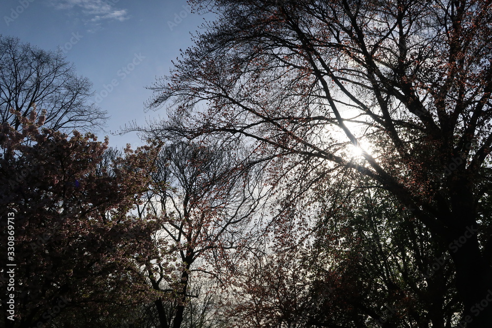 Fototapeta premium Arboles