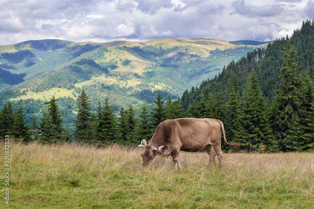 Cow in Rodna Mountains near Borsa town in Romania Cow in Rodna Mountains near Borsa town in Romania
