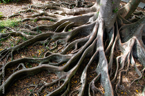 Banyan tree