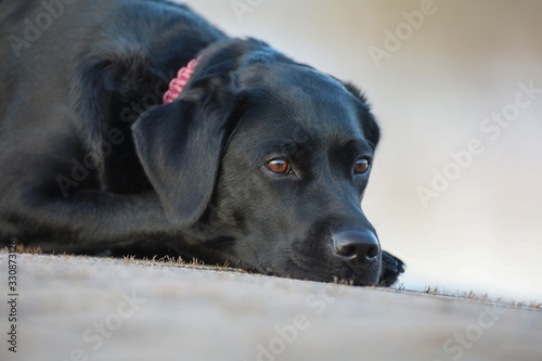 Junger schwarzer Labrador liegt auf einem Steinweg