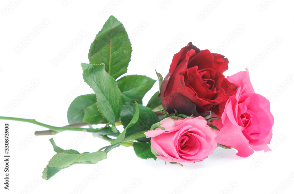 Beautiful  rose isolated on white